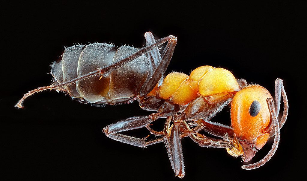 Ant Control service in Waltham, MA