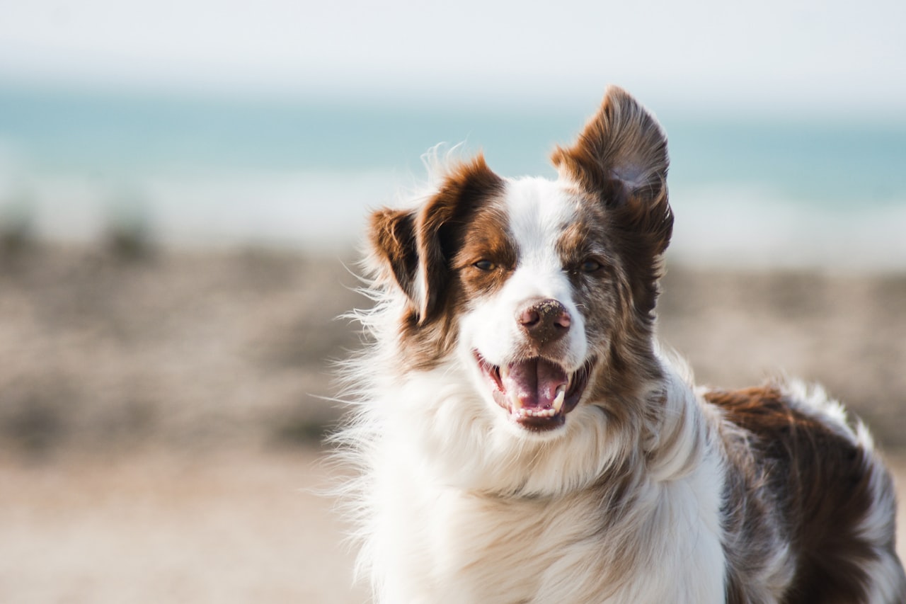 Flea & Tick Control service in Waltham, MA