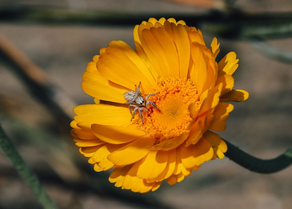 Spider Control service in Waltham, MA